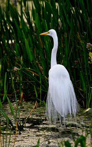 Majestic Egret -_MG_3889 by Against The Wind Images