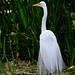 Majestic Egret -_MG_3889