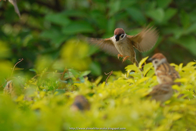麻雀降落 Tree Sparrow