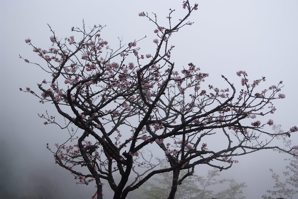 霧裡的櫻花