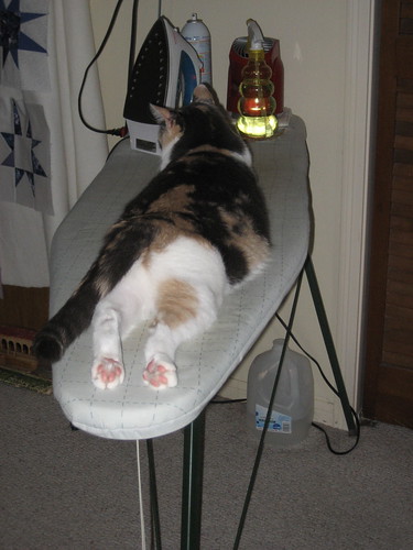 ironing board cat