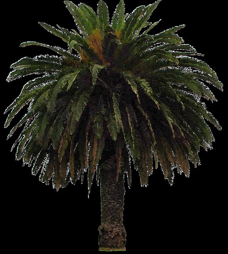palm tree clipart. palm tree clipart, 15 cm