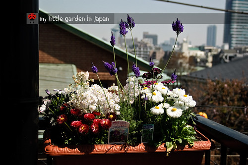 my-new-little-garden-in-japan6