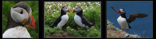 02_Puffins_Ian Coombs