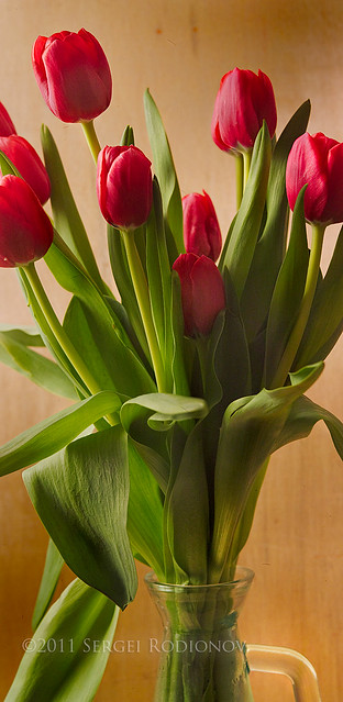 Tulips : 1