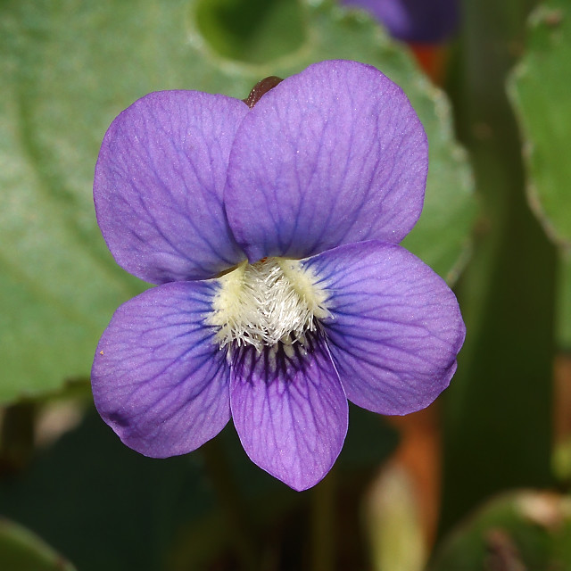 Silver Lake Park, in Highland, Illinois, USA - Viola sororia (Common Blue Violet) wildflower