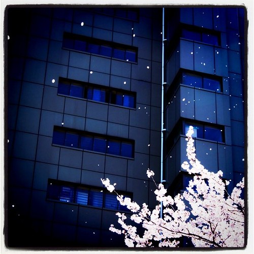 桜吹雪〜。