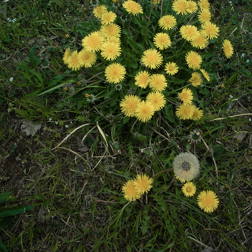 Dandelion Spring Party on a Hill with One that Has Gone to Seed