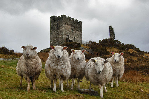 Sheep Line-up at Dolwyddelan Castle