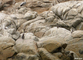 Pingüinos en Algarrobo | Penguins in Algarrobo
