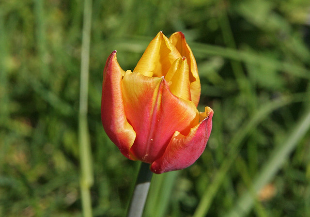 IMG_3865 One tulip