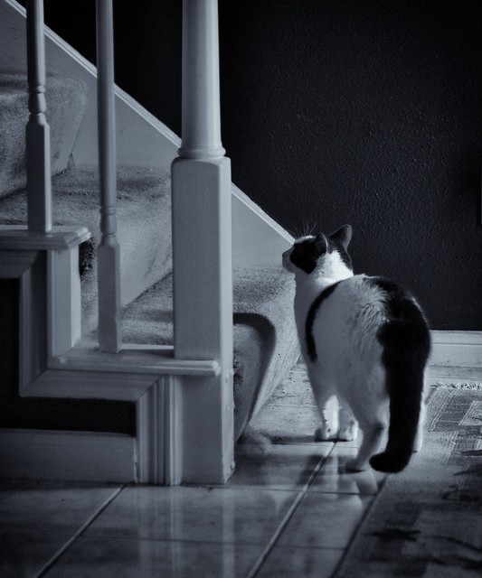 120/365: The Cat's Stairs