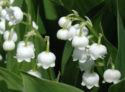 Carry May 39s birth flower Lily of the Valley in your bridal bouquet and