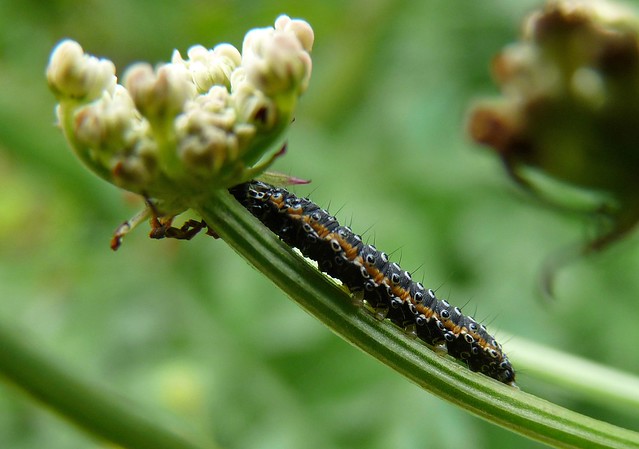 24431 - Depressaria daucella larva, Pembrokeshire