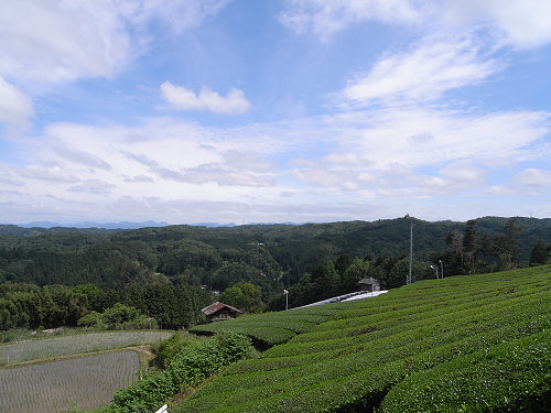 茶畑＠山添村-04