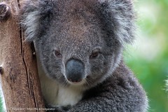 Staring Koala (edgarator) Tags: park wildlife south australia koala adelaide gorge sa