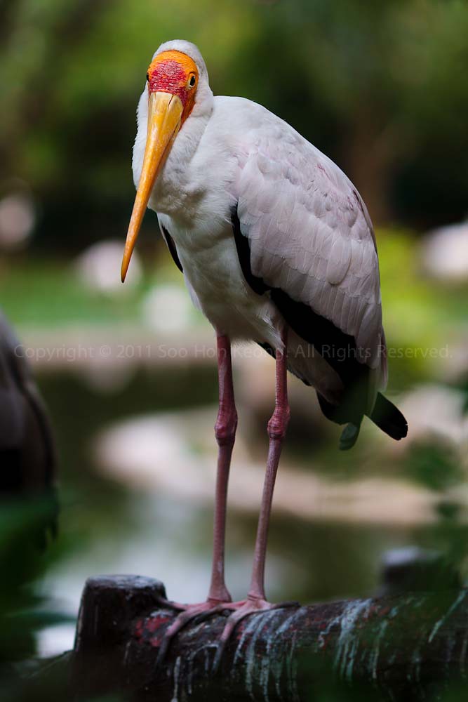 I Stare @ KL, BirdPark, Malaysia