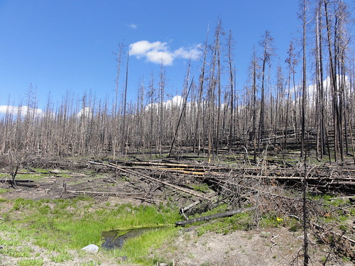 Yellowstone Burnt Forrest