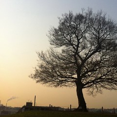 今朝のシンボルの木