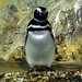 Pinguim de Magalhães - Magellanic penguin -Manchot de Magellan - Fotos: Rê Sarmento