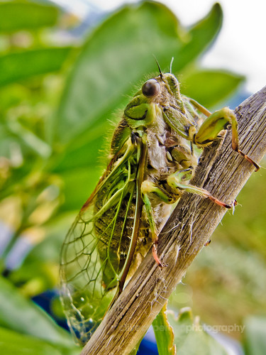 Lemon Tree Cicada