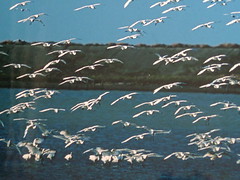 黑面琵鷺過冬族群數銳減，環團憂心保護區名存實亡。圖為過往黑琵來訪盛況，台南縣生態保育學會提供。