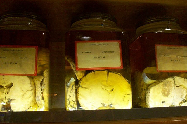 Cushing Brain Collection - Yale Museum - Obscura Day 2011 Tour