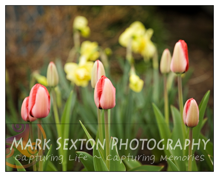Spring Flowers - tulips