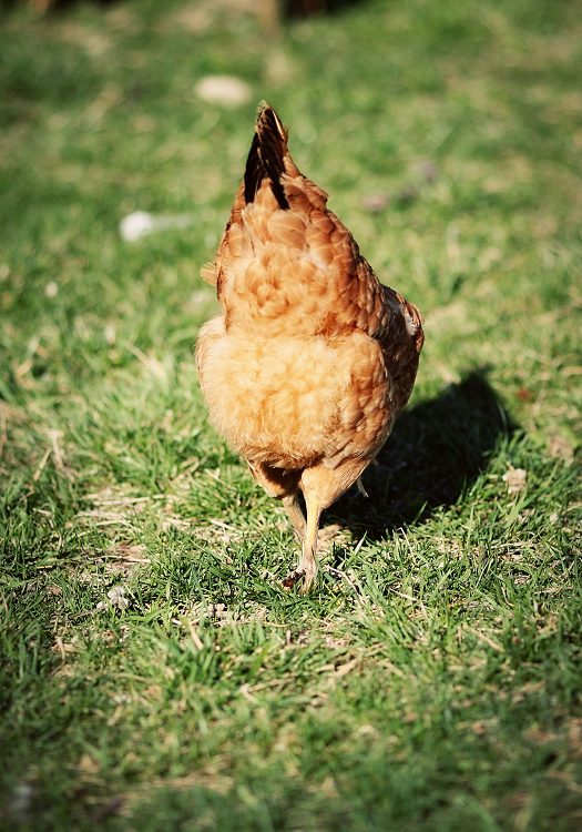 04-19-chickenbutt
