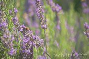 Busy bee working on Lavender flowers in Provence, France.
