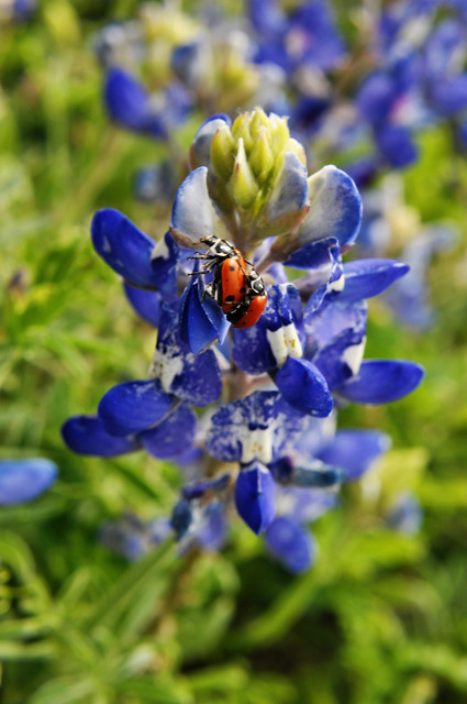 bluebonnets & ladybugs