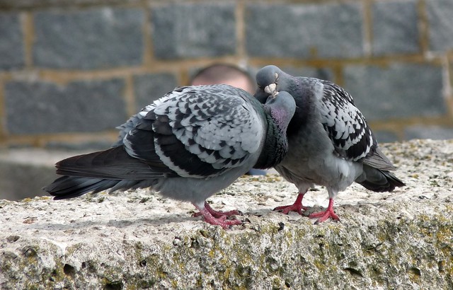 24212 - Feral Pigeon, Lyme Regis
