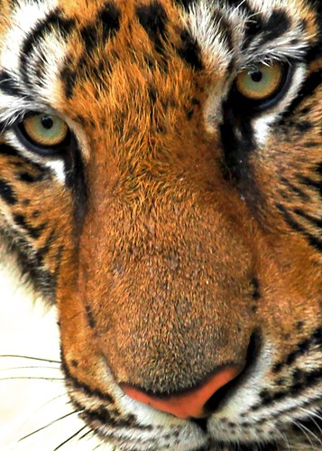 Tiger eyes by doug88888
