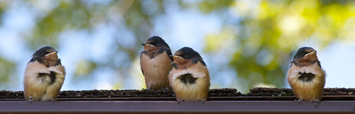Four little swallows