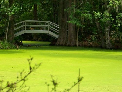 swamp3