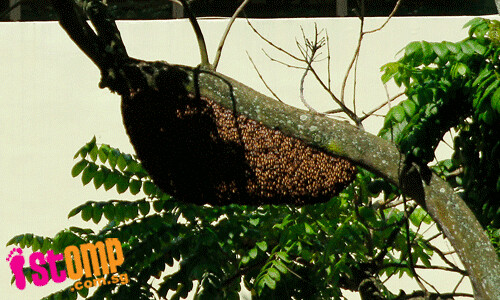 Yikes! There's a huge bee hive in a primary school in CCK