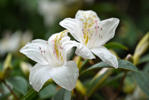 Rhododendron amamiene