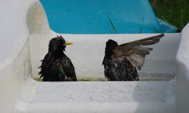 24086 - Starlings bathing, Aberaeron