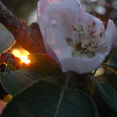 apple blossom sunset