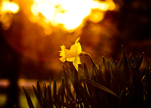 Daffodil Sunset