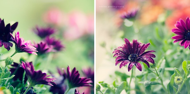 Happy Colors ~Flores / Flowers