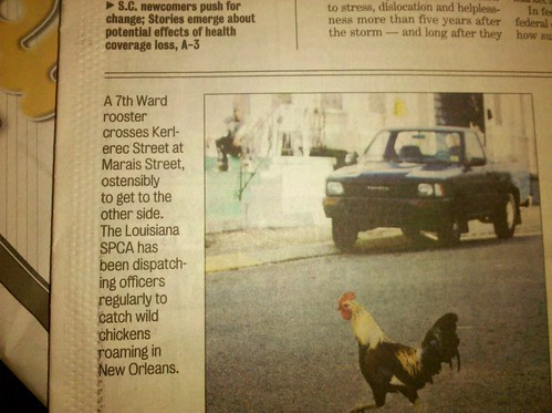 Seventh Ward Rooster