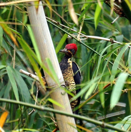 Lineated Woodpecker in bamboo