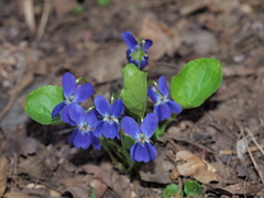 Viola suavis (48°08' N 16°32' E)