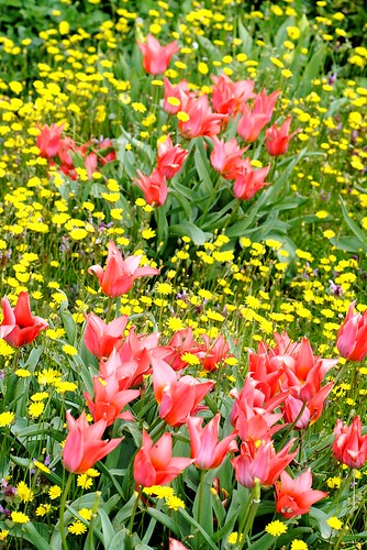 pink tulips yellow daisies