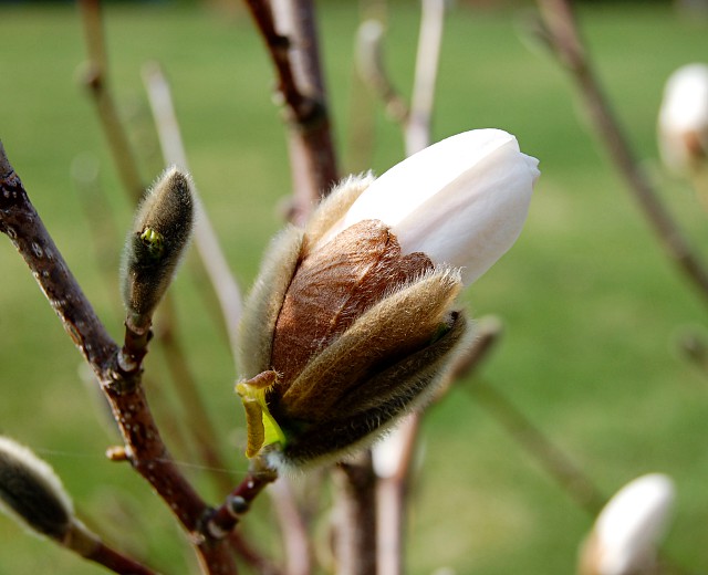 magnolia5