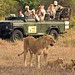 Sudáfrica - Safari