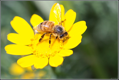 Apis mellifera - דבורת הדבש by Eran Finkle, on Flickr, licensed for reuse under a Creative Commons Attribution 2.0 Generic license