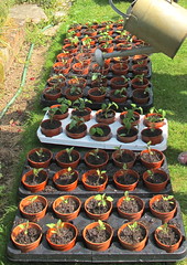 2635 watering repotted seedlings