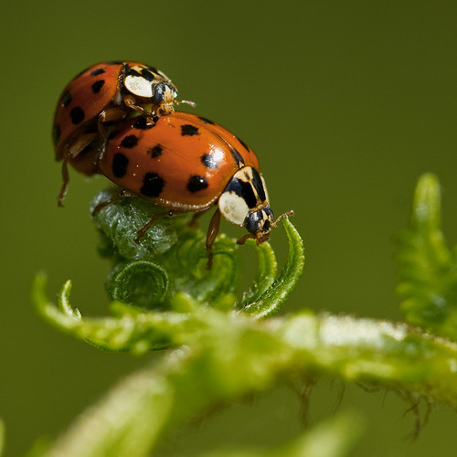 Coccinelles asiatiques (Harmonia axyridis) asian Lady Beetles mating